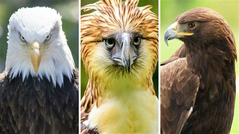 golden eagle vs american eagle